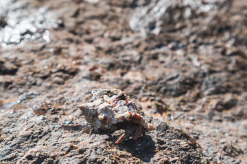 Hermit crab hidden in mollusc hard shell close-up on rock textured surface under Mediterranean summer sun on sea shore. Marine wild life