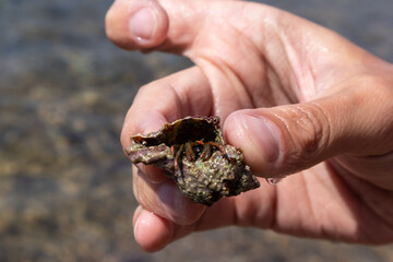Hand holding hermit crab hidden in mollusc hard shell close-up on blurred background under Mediterranean summer sun on sea shore. Marine wild life