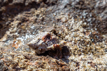 Hermit crab hidden in mollusc hard shell crawl to water close-up on rock surface under Mediterranean summer sun on sea shore. Marine wild life