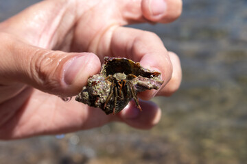 Hand holding hermit crab hidden in mollusc hard shell close-up on blurred background under Mediterranean summer sun on sea shore. Marine wild life