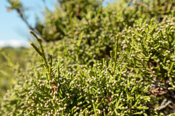 Green Juniperus excelsa, the Greek juniper evergreen tree branch fur vibrant close-up with blur on blue sunny day, Mediterranean sea, Greece