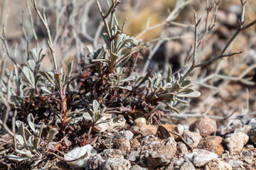 Dry steppe grass close-up on rocky soil in Greece. Hot summer flora botany details