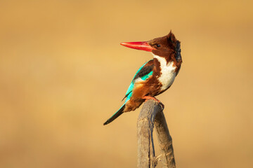 White throated Kingfisher. Yellow nature background. 