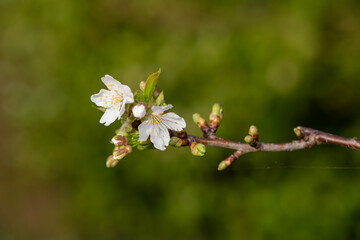 Close up of a branch of white cherry blossom