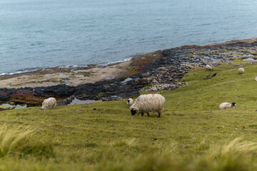 Schafherde am Meer in Schottland