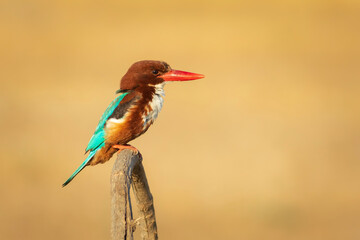 White throated Kingfisher. Yellow nature background. 