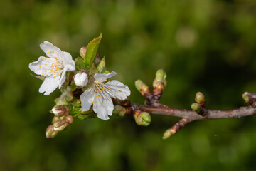 Close up of a branch of white cherry blossom