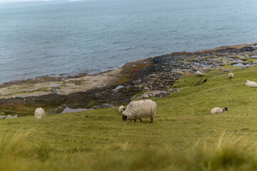 Schafherde am Meer in Schottland