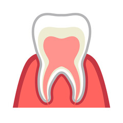 歯茎と歯の神経