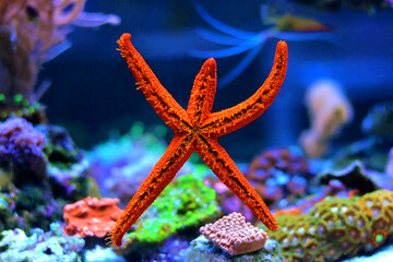 Red Starfish in Aquarium tank - Echinaster sepositus