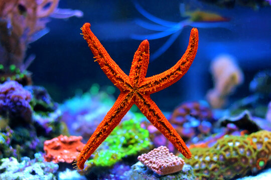 Red Starfish in Aquarium tank - Echinaster sepositus