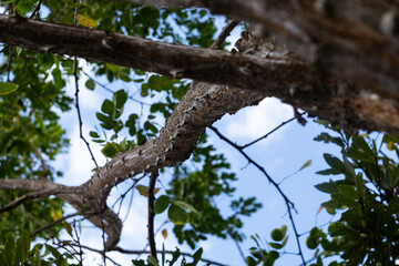 Plantas e Flores do Cerrado