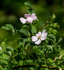 A close up of a flower