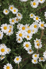 Fototapeta premium Margeriten auf der Wiese.