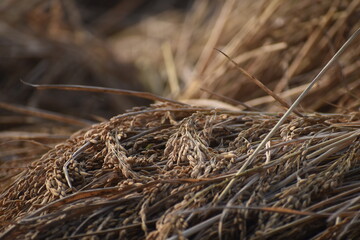grass background