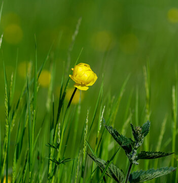 A close up of a flower