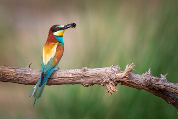 Colorful bird and its hunt. Yellow green nature background. Bird: European Bee eater. Merops apiaster. 
