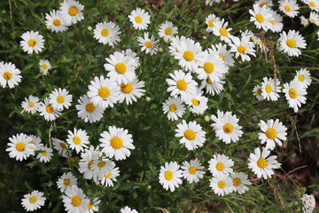 Margeriten auf der Wiese.