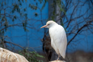 bubulcus ibis little white heron in the zoo