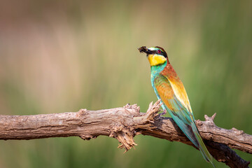 Colorful bird and its hunt. Yellow green nature background. Bird: European Bee eater. Merops apiaster. 