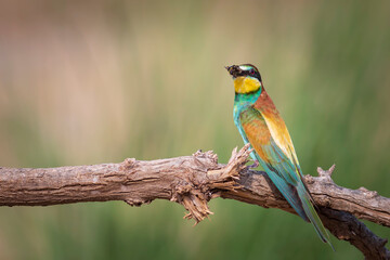 Colorful bird and its hunt. Yellow green nature background. Bird: European Bee eater. Merops apiaster. 