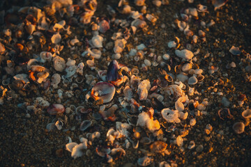 Conchitas