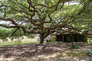 Fototapeta premium Old Oak tree in the park near the river