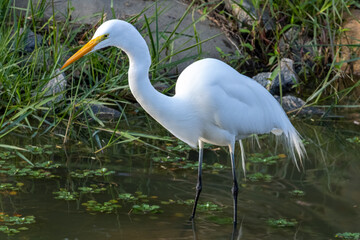 great egret (Ardea alba) alias common, large or great white egret or heron wading in pond