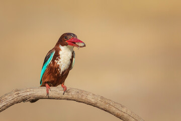 Colorful bird. Yellow nature background. White throated Kingfisher. 