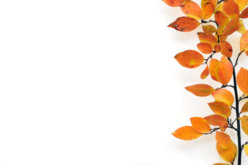 Branch with autumn leaves on white background