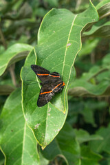 Borboleta Preponini