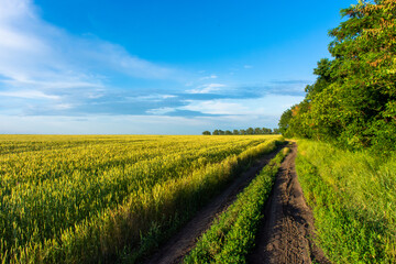 Green wheat field against the backdrop of a dramatic sky in the rays of the setting sun