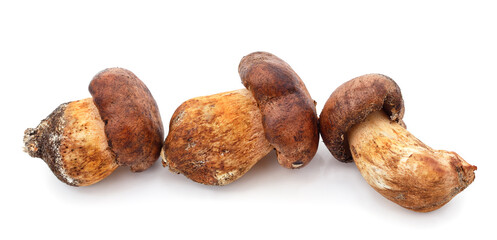 Many brown mushrooms.