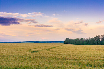 Wheat field against the backdrop of a dramatic sky in the rays of the setting sun
