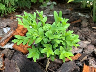 Green boxwood in a flowerbed. Mulching flower beds with mulch from natural coniferous bark.