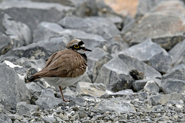 Flußregenpfeifer // Little Ringed Plover (Charadrius dubius)