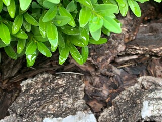 Background from small green leaves and tree bark texture.