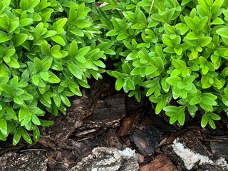 Background from small green leaves and tree bark texture.