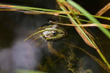 Green frog in a forest pond