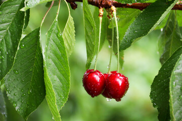 Ripe cherries hanging from a cherry tree branch. Water droplets on fruits, cherry orchard after the rain