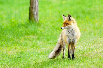 a young brown fox is standing in the green grass