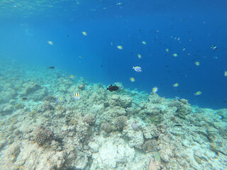 Fototapeta na wymiar Schools of colorful tropical fish swimming around corals on a tropical reef in Maldives.