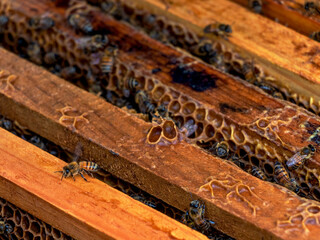 Colmena. Latin man doing beekeeping. Man working with bees. Honey collection.