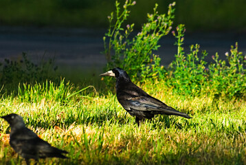 Gawron  (Corvus frugilegus) na trawniku .