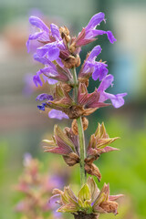 Close up of a garden sage (salvia officinalis) plant in bloom