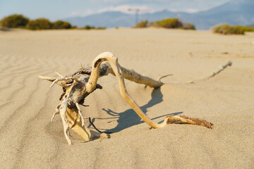 Snag of dead tree lie on sand dunes in desert. Dry climate, global warming and end of life.
