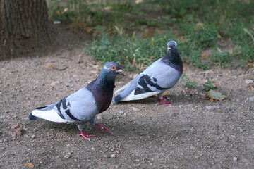 Two pigeons in a city Park