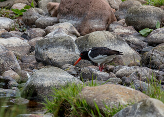 Oyster Catcher, bird on rocks in river bed.