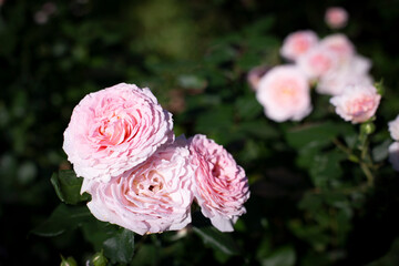 Summer natural background with english pink blooming rose flowers in the garden. Dark toning. Copy space