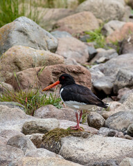Oyster Catcher, bird on rocks in river bed.